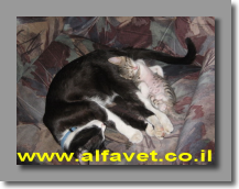 פיגארו ולולה פיגארו ולולה